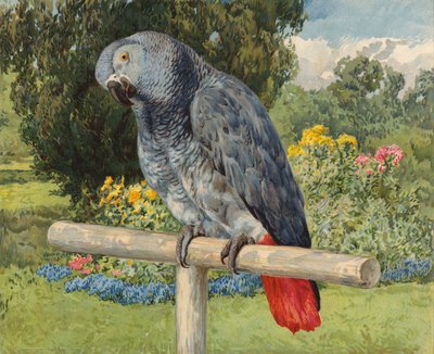 灰鹦鹉 (chromolitho) 作者 查尔斯·柯林斯