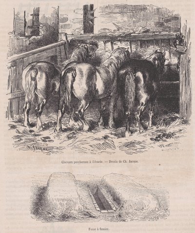 马厩里的Percheron马，粪坑，来自Magasin Pittoresque，约1852年。 作者 查尔斯·埃米尔·雅克