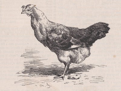 普通的法国母鸡，贫血，来自皮托雷斯克拍卖行，约1852年。 作者 查尔斯·埃米尔·雅克