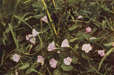 野花束草（彩色照片） 作者 查尔斯·埃森海克·科克
