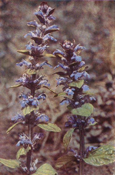 野花虫草（彩色照片） 作者 查尔斯·埃森海克·科克