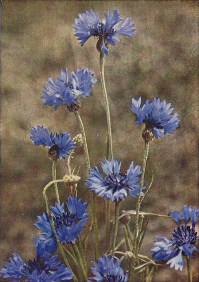 野花矢车菊（彩色照片） 作者 查尔斯·埃森海克·科克