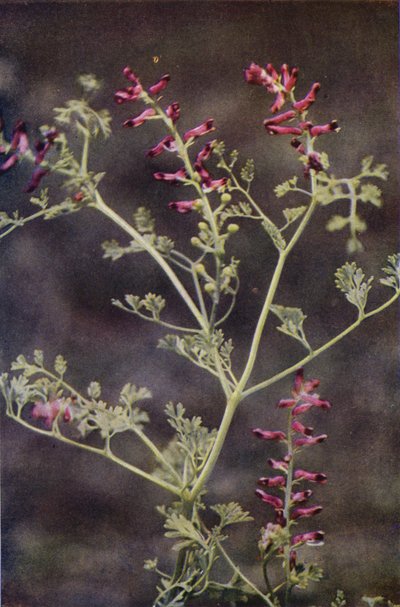 野花飞燕草（彩色照片） 作者 查尔斯·埃森海克·科克