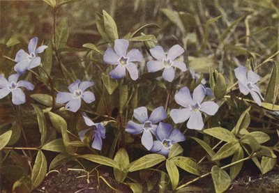 野花小长春花（彩色照片） 作者 查尔斯·埃森海克·科克