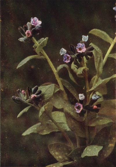 野花龙须草（彩色照片） 作者 查尔斯·埃森海克·科克