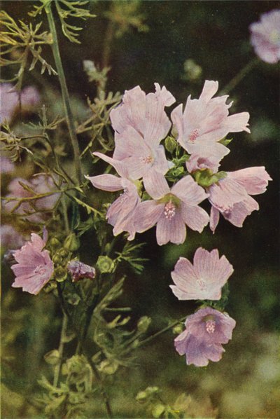 野花麝香锦葵（彩色照片） 作者 查尔斯·埃森海克·科克