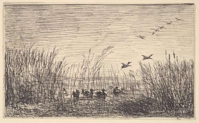 沼泽中的鸭子，[1862]，重印于1921年。 作者 查尔斯·弗朗索瓦·杜比尼