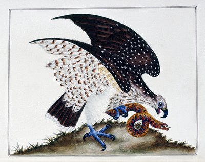 猛禽与蛇，1808-21年 作者 查尔斯·海斯
