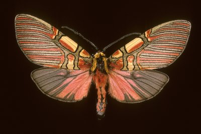 安乐死(Anaxita constricta) 作者 查尔斯·亨利·约瑟夫·莱克特