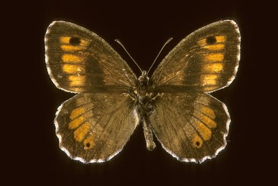Arethusana arethusa/Small agreste 作者 查尔斯·亨利·约瑟夫·莱克特
