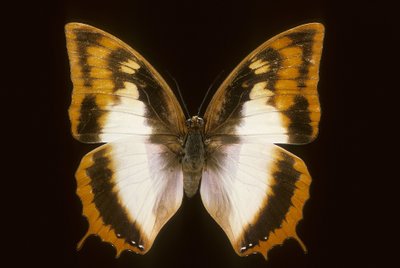 Azota protoclea charaxes 作者 查尔斯·亨利·约瑟夫·莱克特