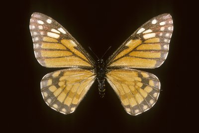 Baronia brevicornis 作者 查尔斯·亨利·约瑟夫·莱克特