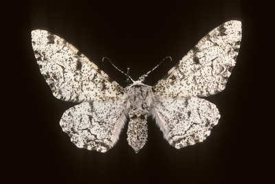 Betularia biston/Birch Phalene 作者 查尔斯·亨利·约瑟夫·莱克特