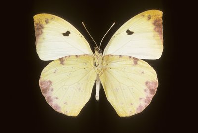 Gideona Lucasi 作者 查尔斯·亨利·约瑟夫·莱克特