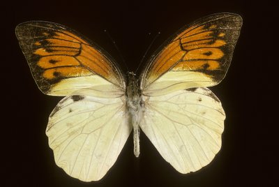 硫磺草（Hebomoia leukippe sulfurea 作者 查尔斯·亨利·约瑟夫·莱克特