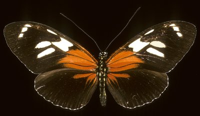 Heliconius burneyi catherina/Heliconie 作者 查尔斯·亨利·约瑟夫·莱克特