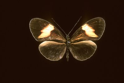 Heliconius melpomene/Heliconie melpomene 作者 查尔斯·亨利·约瑟夫·莱克特