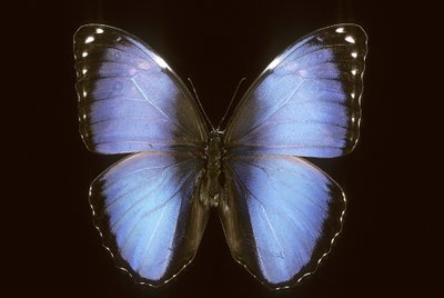 斑鸠（Morpho vitrea） 作者 查尔斯·亨利·约瑟夫·莱克特