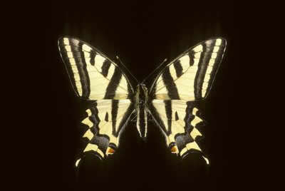 Papilio alexanor/Alexanor 作者 查尔斯·亨利·约瑟夫·莱克特