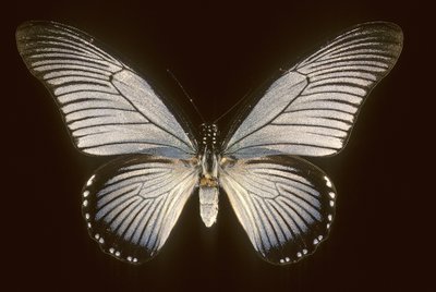 帆船蓝 Papilio zalmoxis/Sailboat blue 作者 查尔斯·亨利·约瑟夫·莱克特