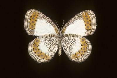 Physcaeneura leda 作者 查尔斯·亨利·约瑟夫·莱克特