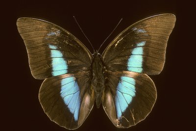 Prepona domophora已灭绝 作者 查尔斯·亨利·约瑟夫·莱克特