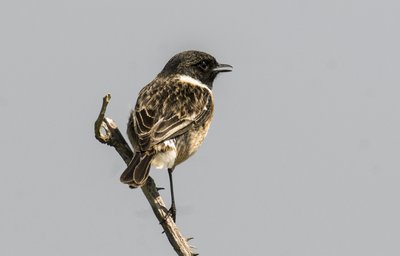 Saxicola torquata/Dawler/Common Stonechat 作者 查尔斯·亨利·约瑟夫·莱克特