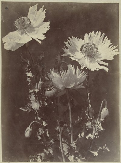 罂粟花静物画 作者 查尔斯·伊波利特·奥布里