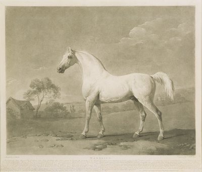 Mambrino，追随George Stubbs，1788年（mezzotint） 作者 查尔斯·霍华德·霍奇斯
