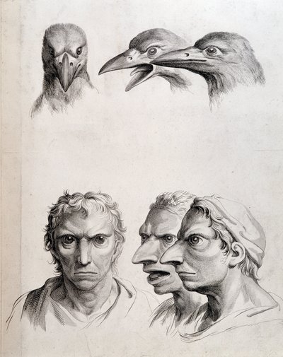 Profiles of bird and “man-bird (man-bird)” - by Lebrun, in “” Treats of the physiognomy of man compared to that of animals”” 作者 Charles Le Brun