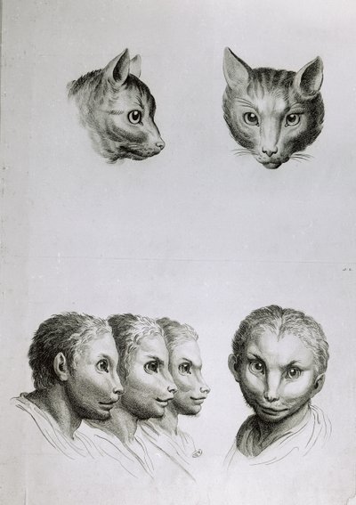 “猫与人之间的相似之处”，来自Le Brun的“开始绘画的肖像书” 作者 查尔斯·勒布朗