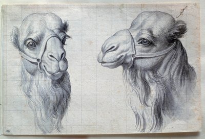 两只骆驼头的研究 查尔斯-勒布伦(Le Brun)(1619-1690)的画作 17世纪。Dim.0.22x0.32米，巴黎，卢浮宫博物馆 作者 查尔斯·勒布朗