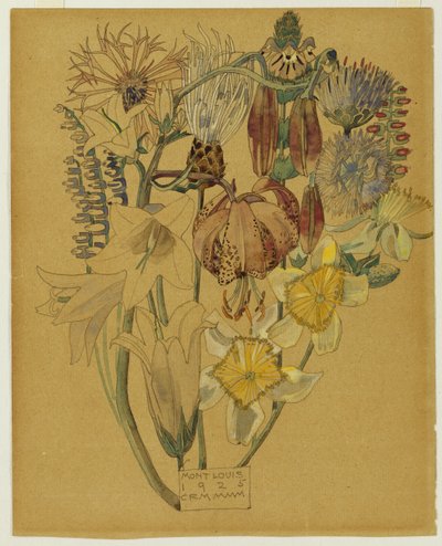 蒙特路易-花卉研究，1925年 作者 查尔斯·雷尼·麦金托什