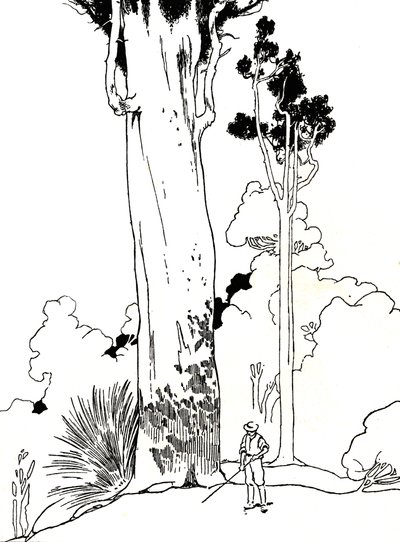 贝壳杉树，1912年 作者 查尔斯·罗宾逊