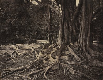 印度阿萨姆邦橡胶树（Ficus Elastica） 作者 查尔斯·T·斯科文