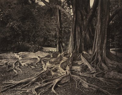 橡胶树，印度阿萨姆，Ficus Elastica，约1880年代。 作者 查尔斯·T·斯科文