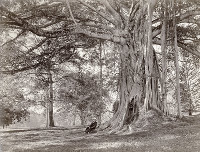 一位绅士坐在英国锡兰的一棵大树下，现在称为斯里兰卡，1880年代 作者 查尔斯·T·斯科文公司
