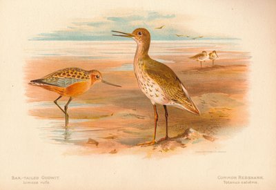 扎尾戈德威特Limosa rufa，常见的赤足To牛，1900年，1900年 作者 查尔斯·怀姆珀