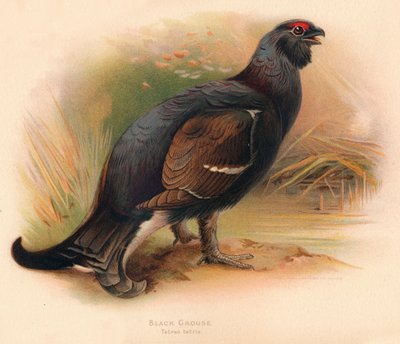 黑松鸡Tetrau tetrix，1900，1900 作者 查尔斯·怀姆珀