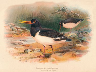 牡蛎捕虾笼1900，1900 作者 Charles Whymper