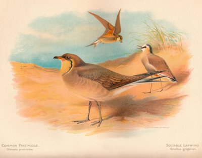 普通Pra（Platincole Glareola pratincola），社交田Van Vanellus gregarius，1900，1900 作者 查尔斯·怀姆珀
