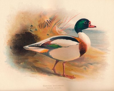 常见的谢尔塔克（Sheldrake）Tadorna cornuta，1900，1900 作者 查尔斯·怀姆珀