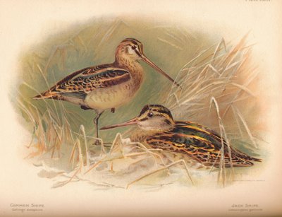 常见的狙击加里纳哥卷叶猴，杰克·狙击Limnocryptes gallinula，1900，1900 作者 查尔斯·怀姆珀