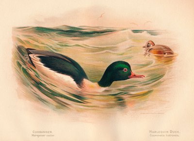 Goosander秋沙鸭脚轮，丑角鸭Cosmonetta histrionica，1900年，1900年 作者 查尔斯·怀姆珀