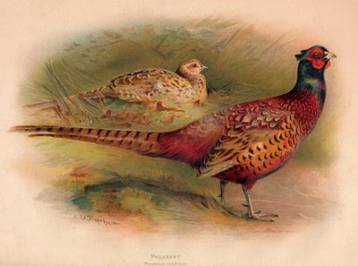 野鸡Phasianus colchicus，1900年，1900年 作者 查尔斯·怀姆珀
