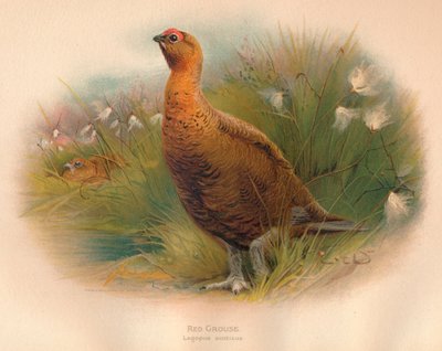 红松鸡Lagopus scoticus，1900，1900 作者 查尔斯·怀姆珀