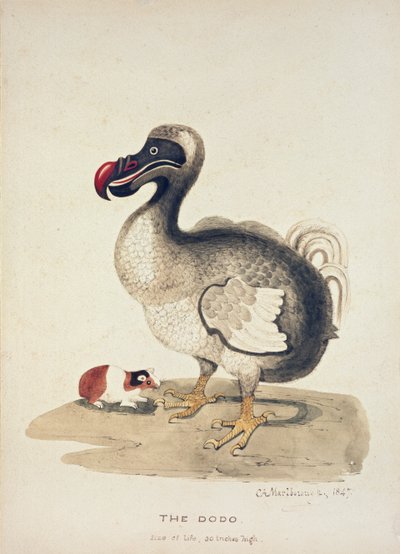 渡渡鸟和几内亚猪的研究，1847年 作者 夏洛特·奥古斯塔·斯宾塞·丘吉尔