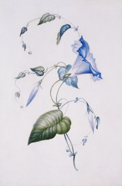 蓝色空心菜，1832年（纸上写着） 作者 夏洛特·勃朗特