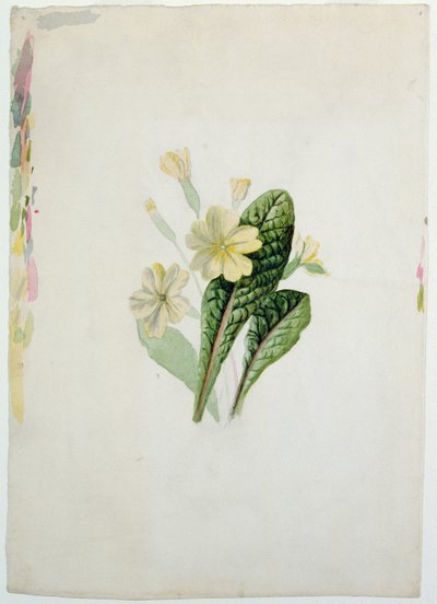 月见草的研究，c.1830（纸上wc） 作者 夏洛特·勃朗特