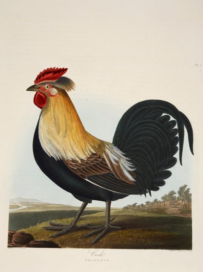 Cock, Phasianus, pub.1835年 手绘版画 . 作者 夏洛特·露西亚艾米莉·佩罗特